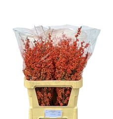 Ilex Verticillata Magical Daydream 80cm