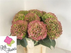 Hydrangea Royal Salute 90cm