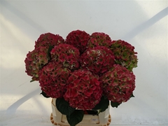 Hydrangea Royal Palace Classic 80cm 18-20cm Hd