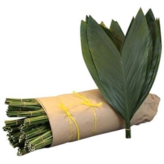 Chamaedorea Metallica Per Bunch 60cm