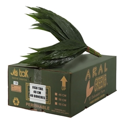 Chamaedorea Metallica Per Bunch 60cm