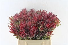 Leucadendron Salignum Blush 40cm