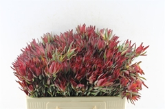 Leucadendron Salignum Blush 50cm Spray