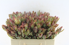 Leucadendron Senorita 50cm Spray