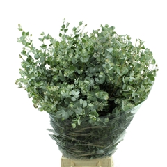 Eucalyptus Gunnii Per Bunch 70cm 300gr.