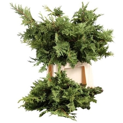Thuja Occidentalis Europa Gold Per Bunch 40cm