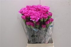 Dianthus Single Haiku 70cm
