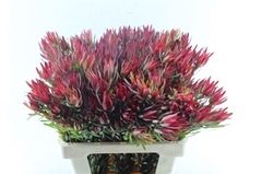 Leucadendron Salignum Blush 60cm Spray