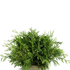 Thuja Plicata Zebrina Per Bunch 40cm