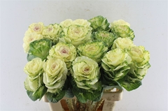 Brassica White Crane 60cm