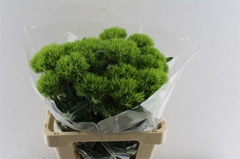 Dianthus Barb Green Wicky 60cm
