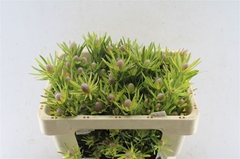 Leucadendron Lime Green 50cm
