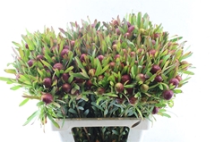 Leucadendron Ayoba Cherry Pearl 60cm Spray