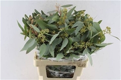 Eucalyptus Populus Berry Per Bunch 70cm 300gr.