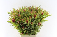 Leucadendron Ayoba Cherry Pearl 70cm Spray