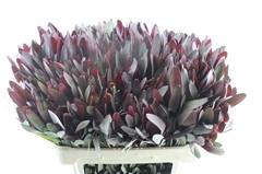 Leucadendron Safari Sunset 70cm