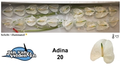 Anthurium Adina 9cm Hd