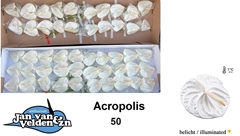 Anthurium Acropolis 9cm Hd