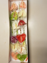 Anthurium Mix 15cm Hd