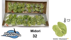 Anthurium Midori 11cm Hd