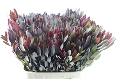 Leucadendron Safari Sunset 80cm