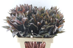 Cordyline Purple Compacta 62cm