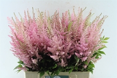 Astilbe Erika 65cm