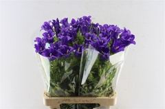 Campanula Champion Blue 70cm