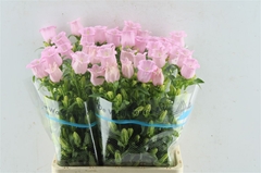 Campanula Campana Pearl Pink 70cm