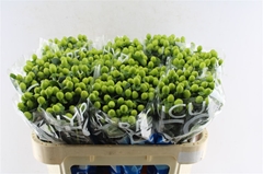 Hypericum Coco Bamboo 70cm