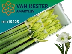 Hippeastrum White Sensation 75cm