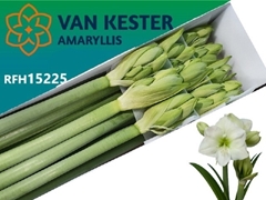 Hippeastrum White Sensation 80cm