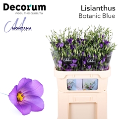 Eustoma Single Botanic Blue 70cm