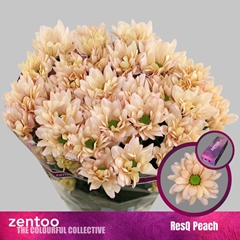 Chrysanth Spray Resq Peach 70cm 100gr.