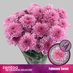 Chrysanth Spray Fabienne Sweet 70cm 95gr.