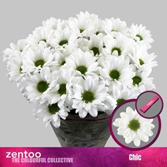 Chrysanth Spray Chic 70cm 90gr.