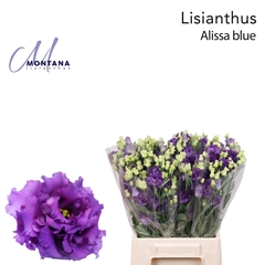 Eustoma Double Alissa Blue 45cm
