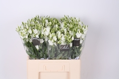 Eustoma Single Botanic White 45cm