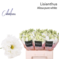 Eustoma Double Alissa Pure White 60cm