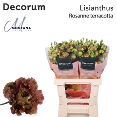 Eustoma Double Rosanne Light Terracotta 70cm