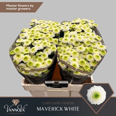 Chrysanth Santini Maverick White 55cm