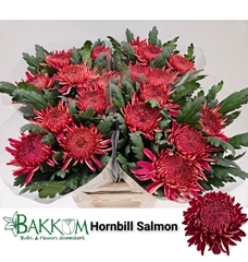 Chrysanth Single Hornbill Salmon 80cm 130gr.