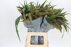 Setaria Italica Red Jewel 70cm