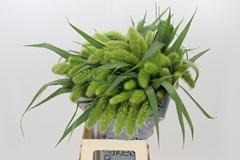Setaria Italica Volle Melk 70cm