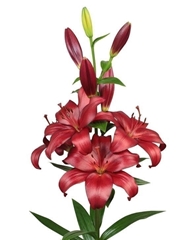 Lily La Kamsberg 95cm 5+