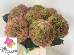 Hydrangea Verena Classic 80cm 23-25cm Hd