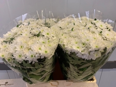 Chrysanth Spray Baltica 60cm 45gr.