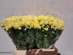 Chrysanth Spray Baltica Cream 60cm 45gr.