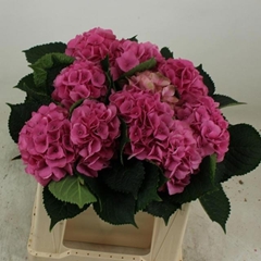 Hydrangea Royal Palace 40cm 12-14cm Hd