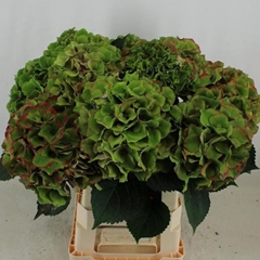 Hydrangea Royal Palace Classic 60cm 17-19cm Hd